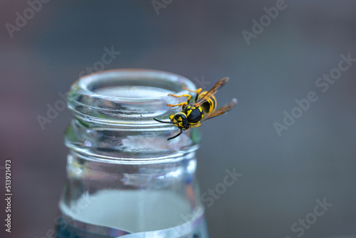 Wasp or yellow jacket on a bottle of soft drink, the insects can become a pest in summer, especially for allergy sufferers, copy space, selected focus photo