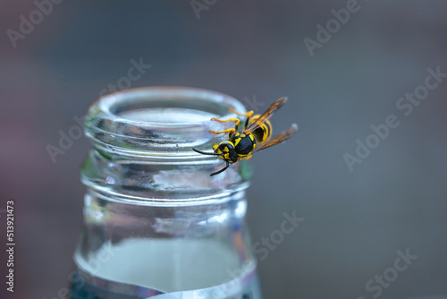Valokuva Wasp or yellow jacket on a bottle of soft drink, the insects can become a pest i