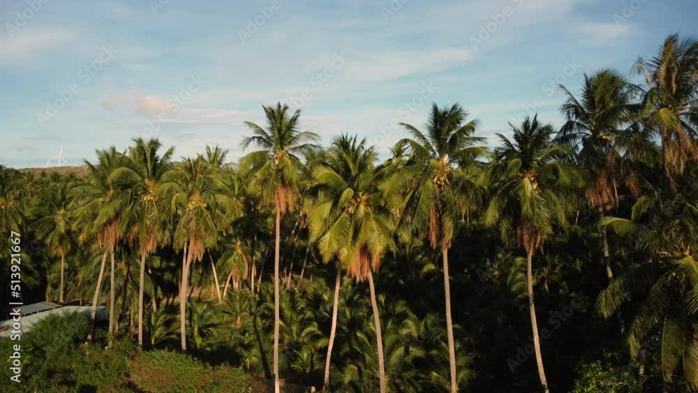 Tall coconut palm tree forest in Vietnam, aerial sunny evening
sunet time Tall coconut palm tree forest in Vietnam, aerial sunny evening
sunet time