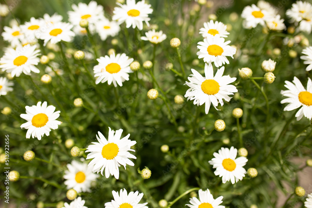 Fototapeta premium Chamomile flower field. Camomile in the nature. Field of camomile at sunny day at nature. Camomile daisy flowers in summer day