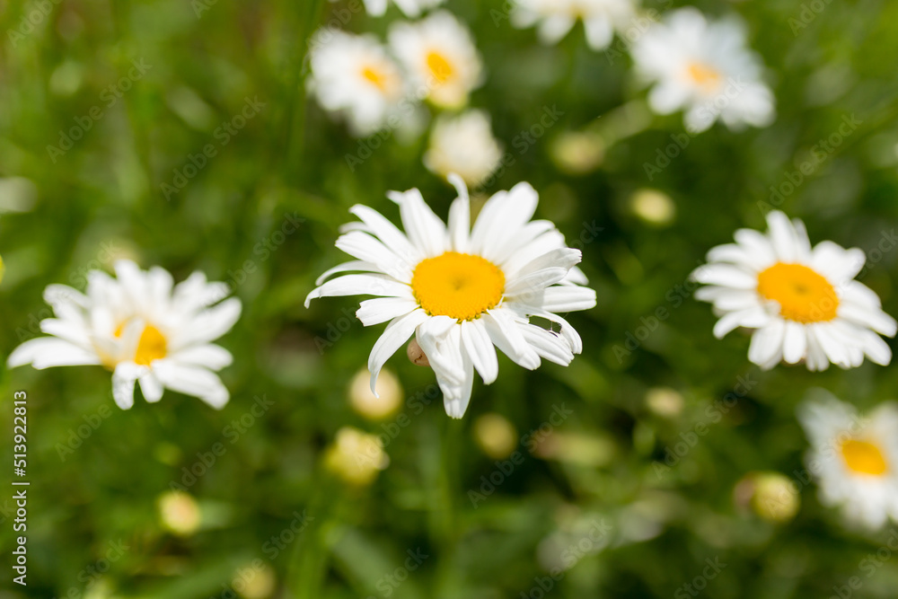 Chamomile flower field. Camomile in the nature. Field of camomile at sunny day at nature. Camomile daisy flowers in summer day Chamomile flower field. Camomile in the nature. Field of camomile at sunny day at nature. Camomile daisy flowers in summer day