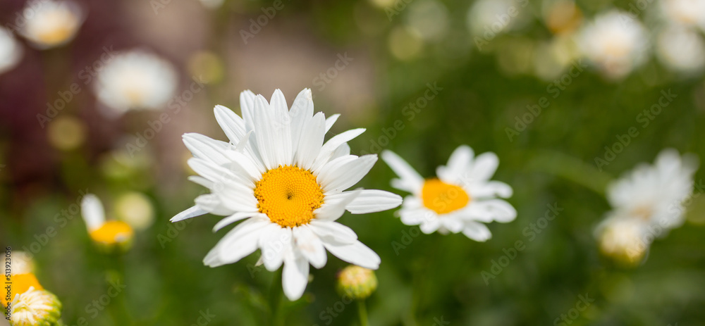 Fototapeta premium White Chamomile or Camomile flower grows in nature. Macro shoot with blur green meadow in the background