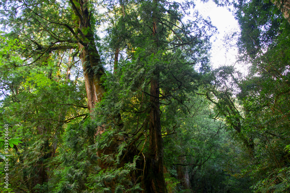 Fototapeta premium Taiwan, Lala Mountain, national forest, protected area, huge, thousand-year-old sacred tree