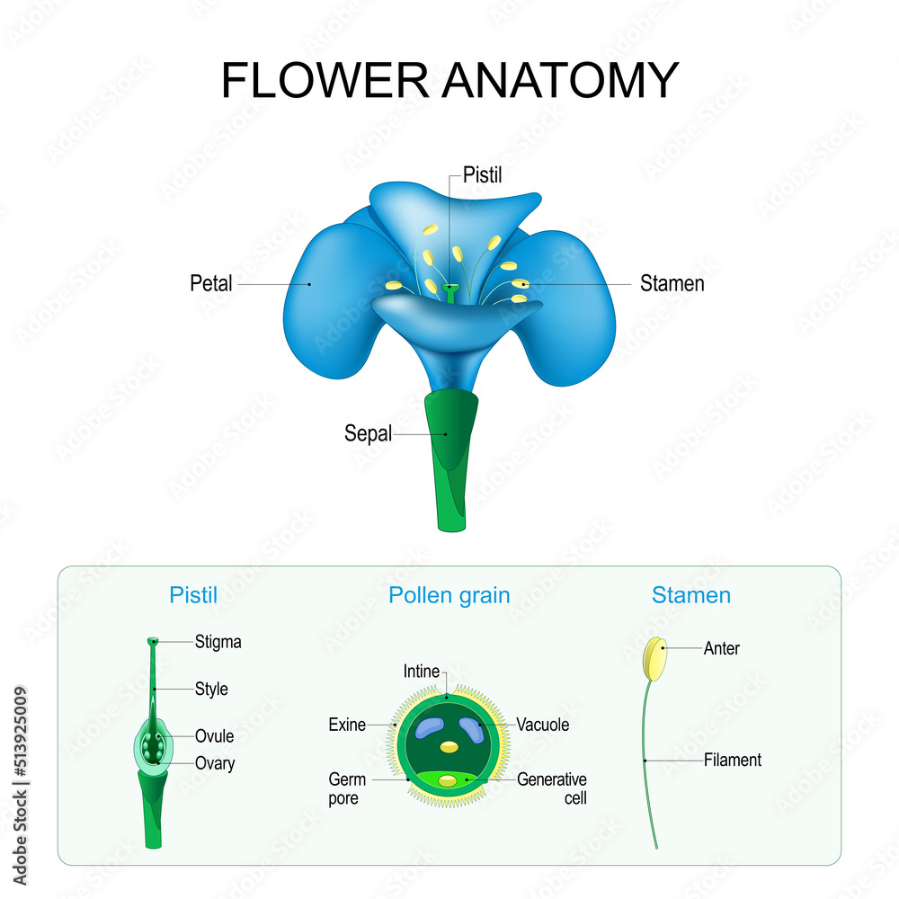 Photo & Art Print Flower anatomy. Structure of Pistil, Stamen, and