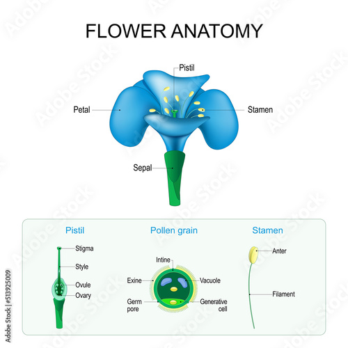 Flower anatomy. Structure of Pistil, Stamen, and Pollen grain