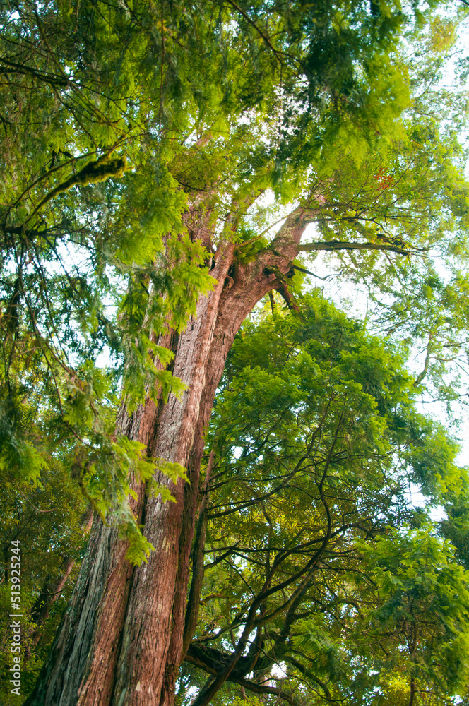 Fototapeta premium Taiwan, Lala Mountain, national forest, protected area, huge, thousand-year-old sacred tree
