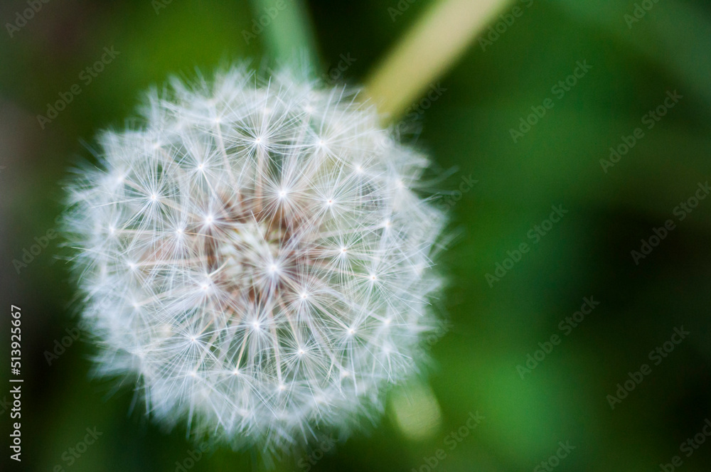 close-up, blooming, dandelion, tidbit, flower close-up, blooming, dandelion, tidbit, flower