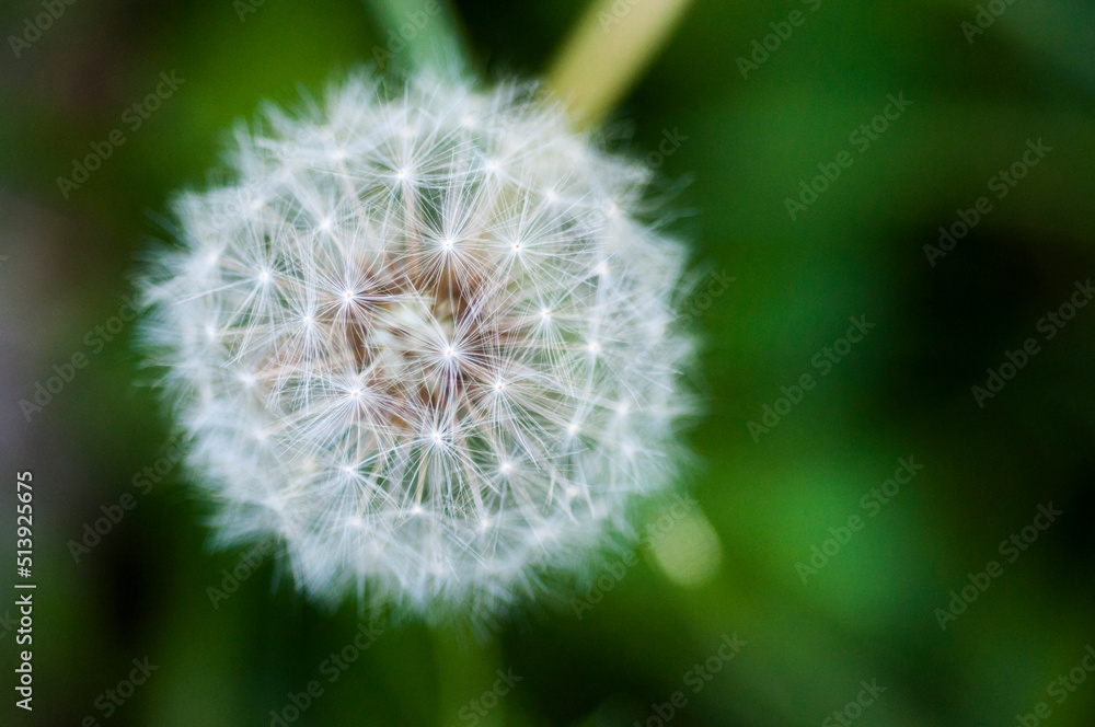 close-up, blooming, dandelion, tidbit, flower