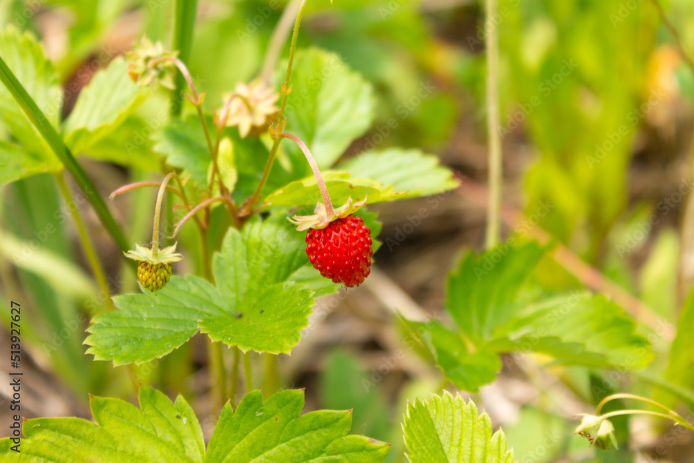 Wild strawberry growing in green forest. Close up view of wild strawberries Wild strawberry growing in green forest. Close up view of wild strawberries
