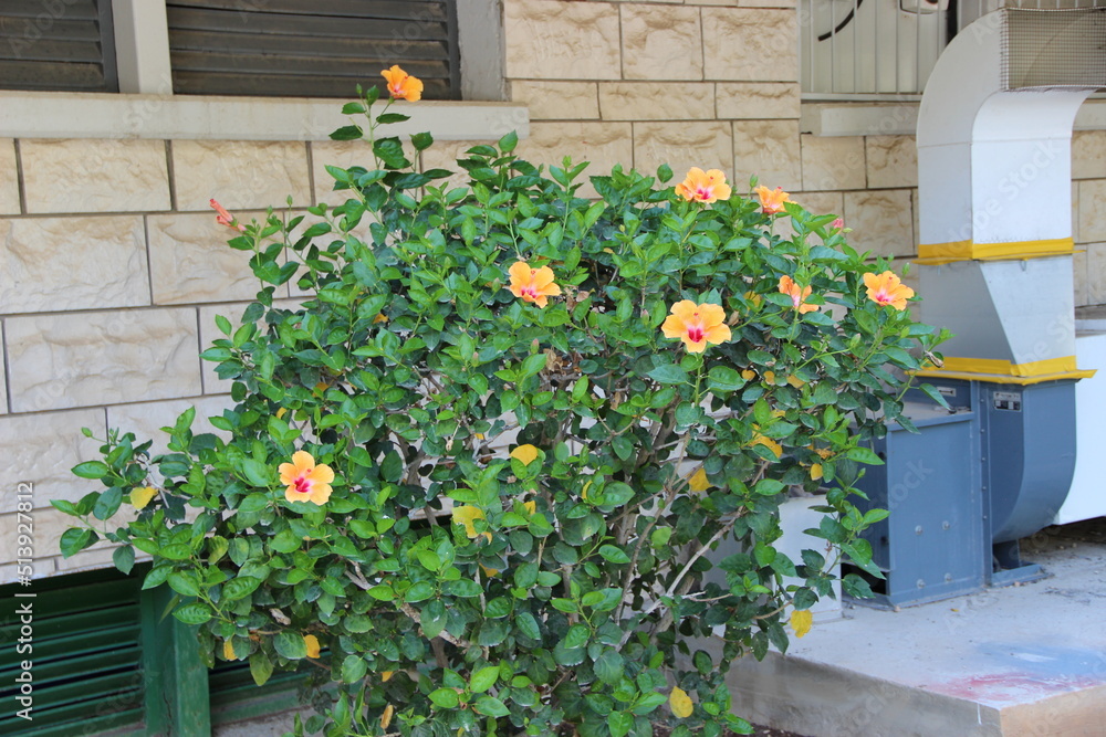 flowers in the garden - Israel