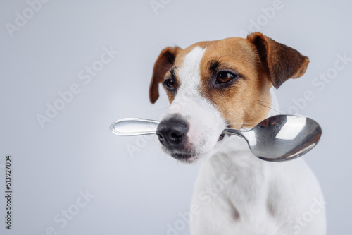 Close-up portrait of a dog Jack Russell Terrier holding a spoon in his mouth on a white background. Copy space.  © Михаил Решетников