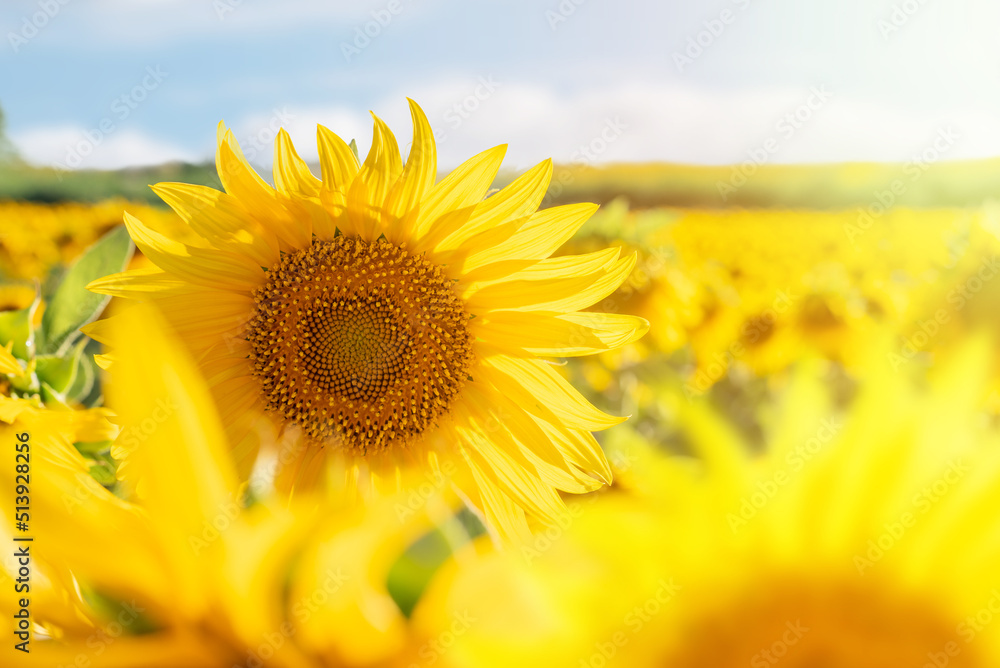 Obraz premium Selective focus and close-up of a nice yellow sunflower in a plantation. Cultivation of sunflower seeds and sunflower oil