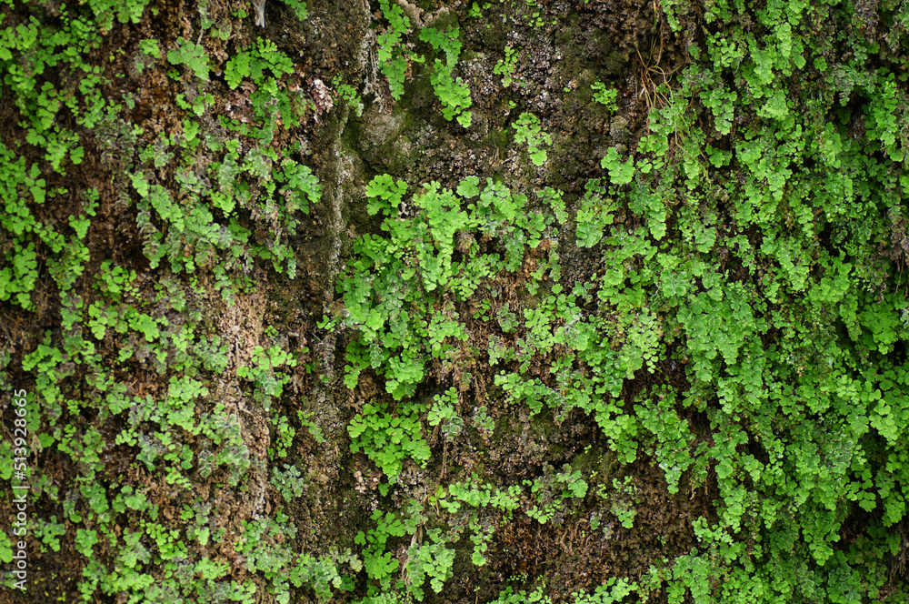 green moss on the wall green moss on the wall