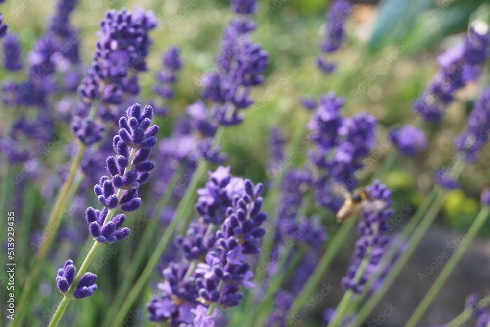 Obraz premium Pflanzen,Blumen Flieder ,Lavendel und Schmetterlinge