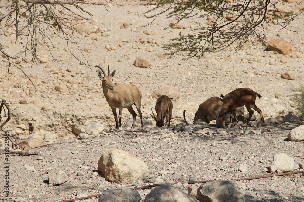 Fototapeta premium a group of goats