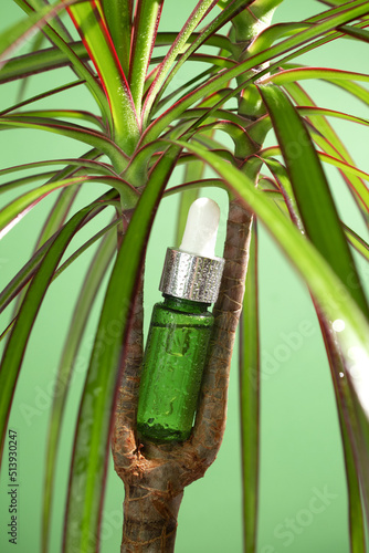 Unbranded serum bottle with leaves on dracaena marginate plant. Face and body care spa concept. Nature cosmetic in glass bottle with a pipette photo