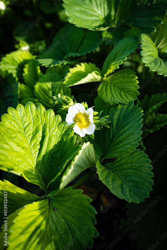 The color of young strawberries in the garden The color of young strawberries in the garden
