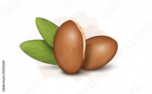 Argan Seeds and nuts vector illustration with green leaves