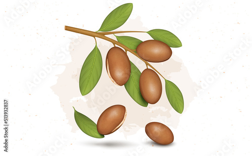 Argan seeds and nuts  Vector illustration with argan  Plant branches and leaves 
