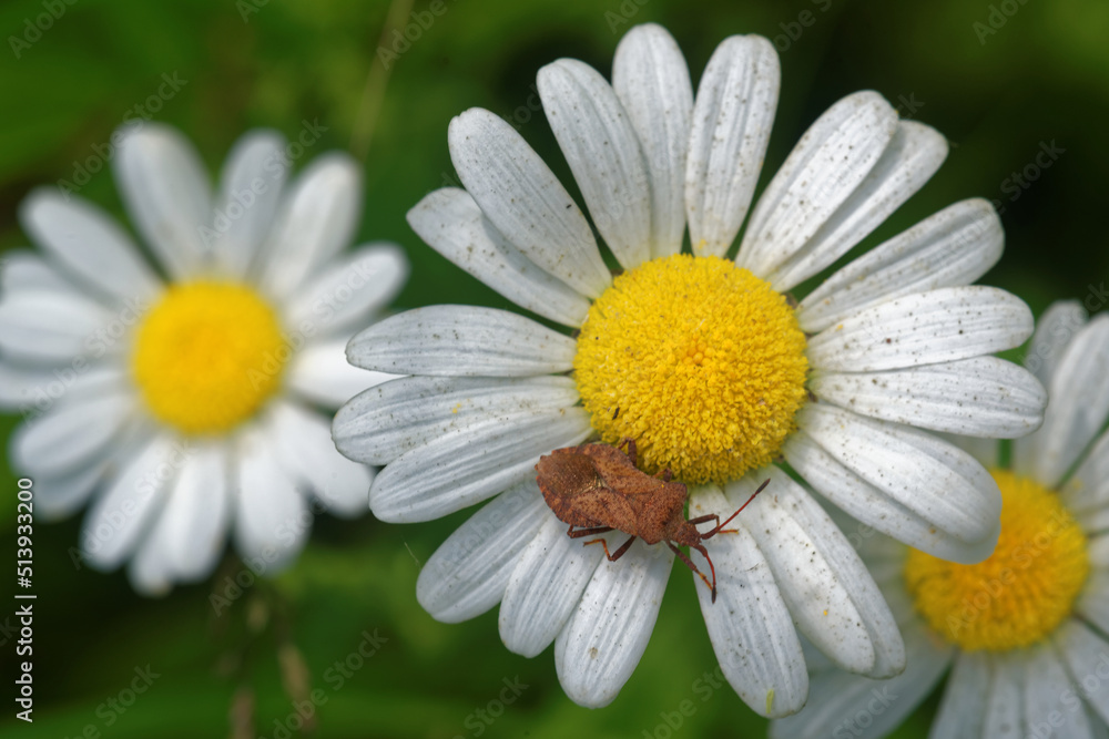 Oxeye daisy (Leucanthemum vulgare) with a true bug of Coreoidea superfamily. Oxeye daisy (Leucanthemum vulgare) with a true bug of Coreoidea superfamily.