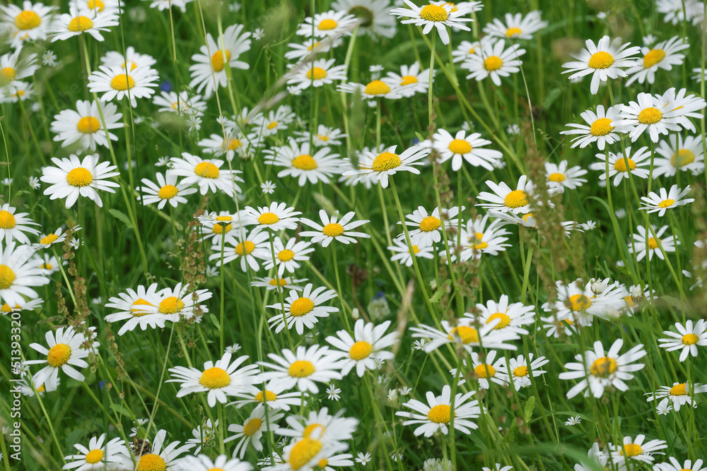 Fototapeta premium Oxeye daisy (Leucanthemum vulgare) in green grass.