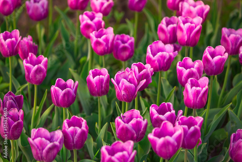 Blooming Tulips. Spring floral background. Field of bright beautiful tulips close-up. Pink and purple tulips at a flower festival in Holland. long banner