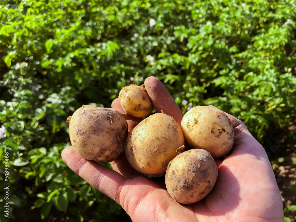 Potato harvest in farmer's hand close up Potato harvest in farmer's hand close up