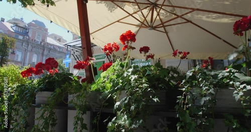 Close-up track shot of red geranium flowers growing in pots near the summer terrace of a cafe with umbrellas on a city street on a sunny beautiful day.