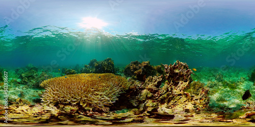 Tropical coral reef and fishes underwater. Hard and soft corals. Philippines. Virtual Reality 360. © Alex Traveler
