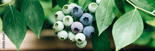 Fresh organic blueberries in garden. Different stages of ripening of berries