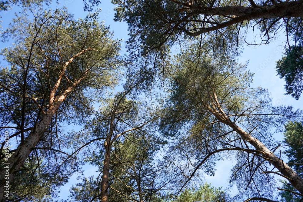 Looking up in to tall pine trees with blue sky background Looking up in to tall pine trees with blue sky background