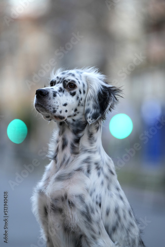 Portrait of a cute English Setter dog sit in the city