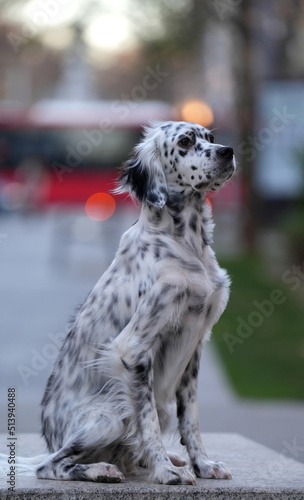Portrait of a cute English Setter dog sit in the city