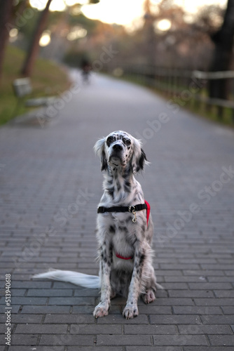 Portrait of a cute English Setter dog sit in the park