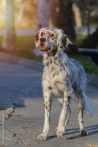 Portrait of a cute English Setter sit in the city
