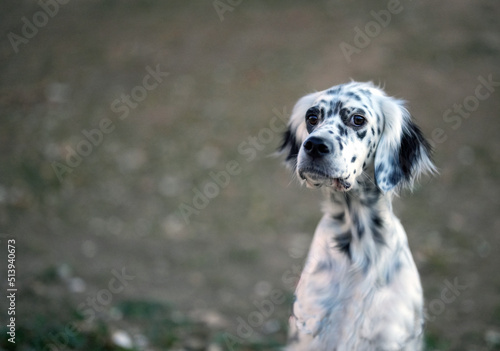 Portrait of a cute English Setter sit in the park