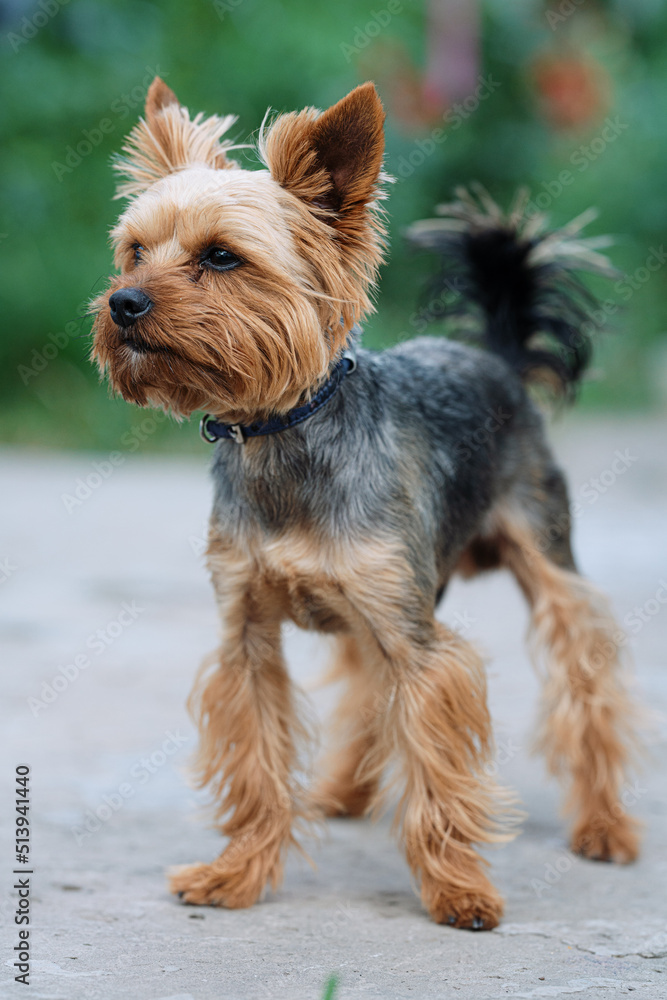 yorkshire terrier on the beach yorkshire terrier on the beach
