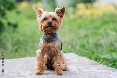 yorkshire terrier on the grass