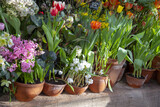 Many ceramic pots with bright spring flowers are arranged in a row.