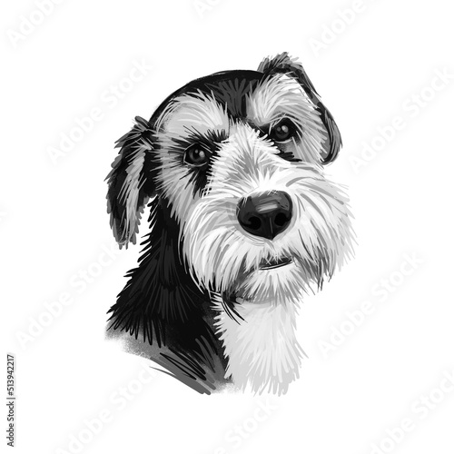 Griffon Nivernais dog digital art illustration isolated on white background. France origin medium-sized scenthound hunting dog. Pet hand drawn portrait. Graphic clip art design for web, print photo