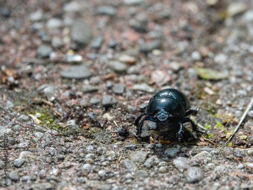Wallpaper Mural Mistkäfer Torontodigital.ca
