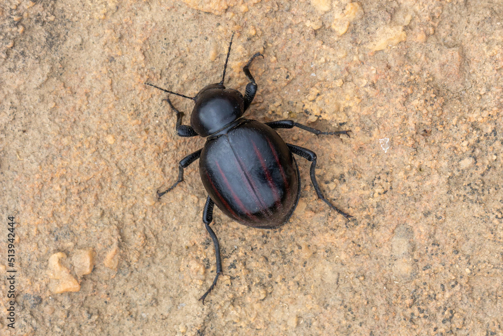 Dung Beetle close to Nieuwoudtville, Northern Cape, South Africa Dung Beetle close to Nieuwoudtville, Northern Cape, South Africa