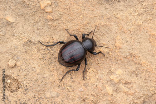 Dung Beetle close to Nieuwoudtville, Northern Cape, South Africa photo