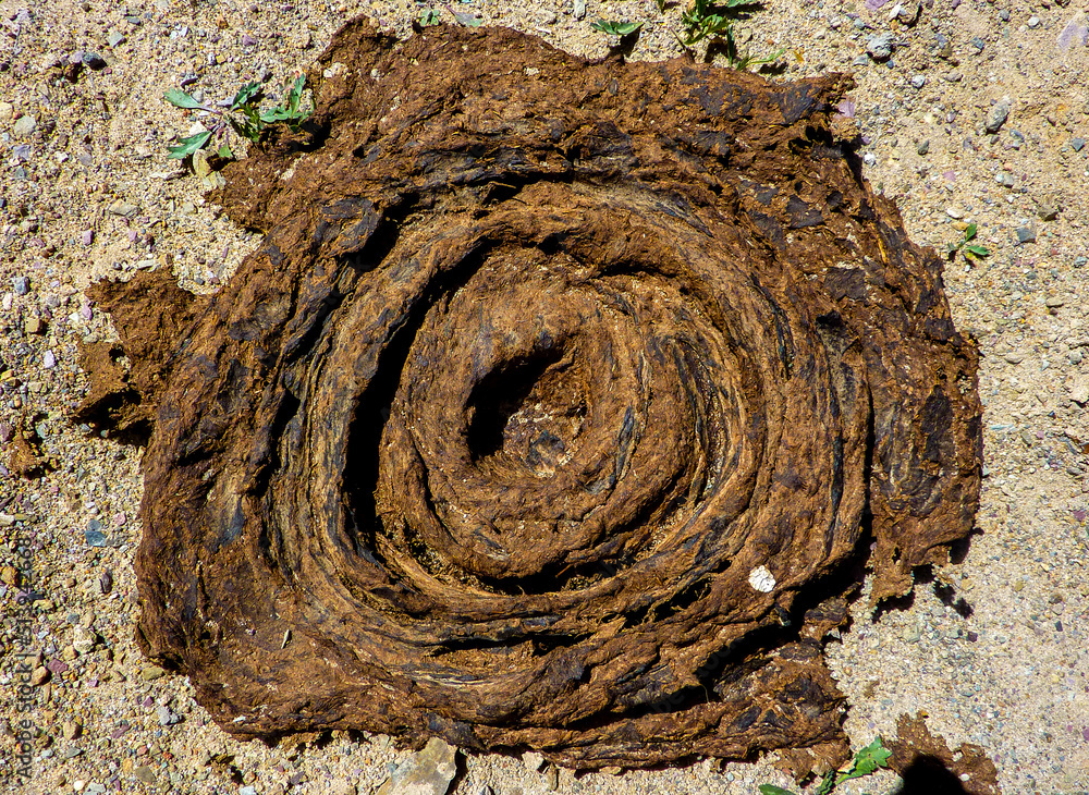 Close up of yak manure to be used as fuel in Tibet
Close up of yak manure to be used as fuel in Tibet