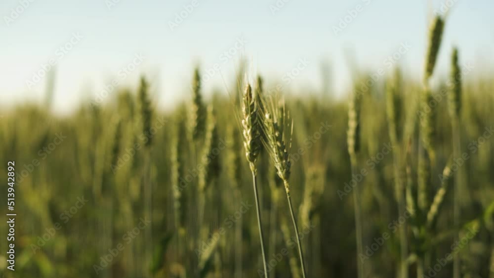 wheat field in summer wheat field in summer