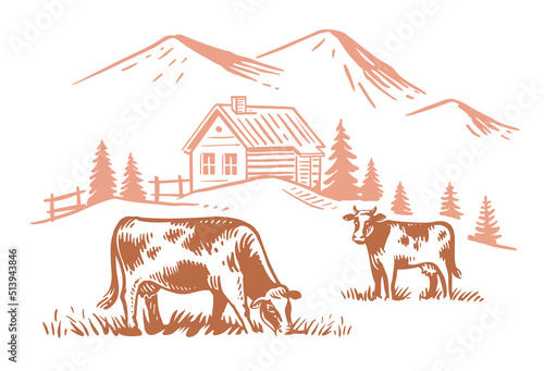 Cows on farm meadow. Hand drawn drawing livestock with mountain