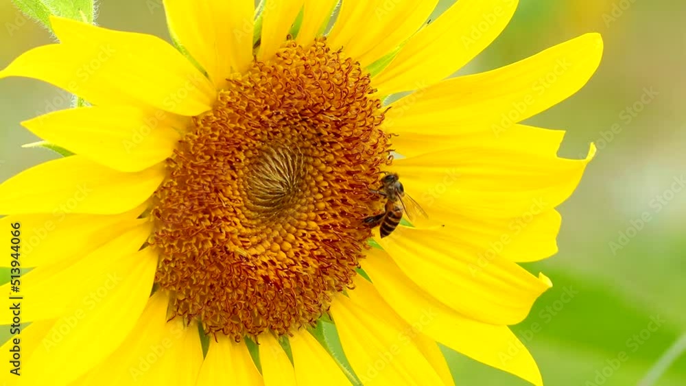 Sunflower with bee in the field , countryside Lumphun Thailand. Sunflower with bee in the field , countryside Lumphun Thailand.