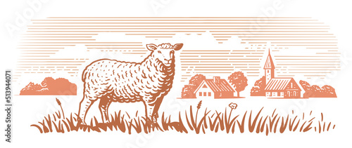 Engraving farm sheep. Village meadow hand drawn sketch