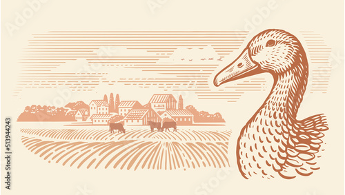 Field with ground. Farming landscape farm with Duck