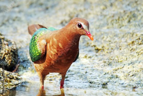 A Emerald Dove take a bath © Sarin